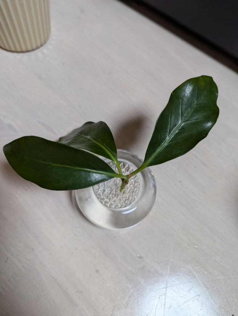 4か月花瓶に生けていたしきみです。まだこんなに緑が深い…魔除けです。